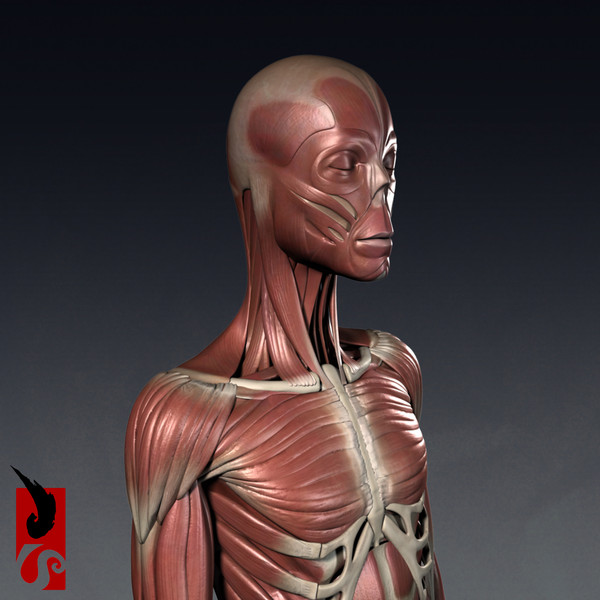female anatomy - muscular obj - Female Anatomy - Muscular System by IllumeStudio