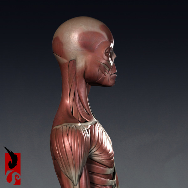 female anatomy - muscular obj - Female Anatomy - Muscular System by IllumeStudio