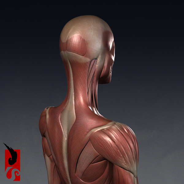 female anatomy - muscular obj - Female Anatomy - Muscular System by IllumeStudio