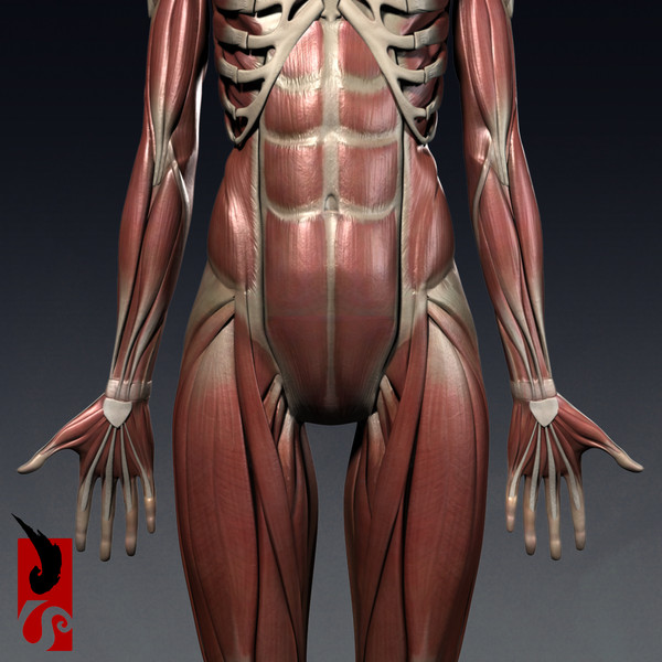 female anatomy - muscular obj - Female Anatomy - Muscular System by IllumeStudio
