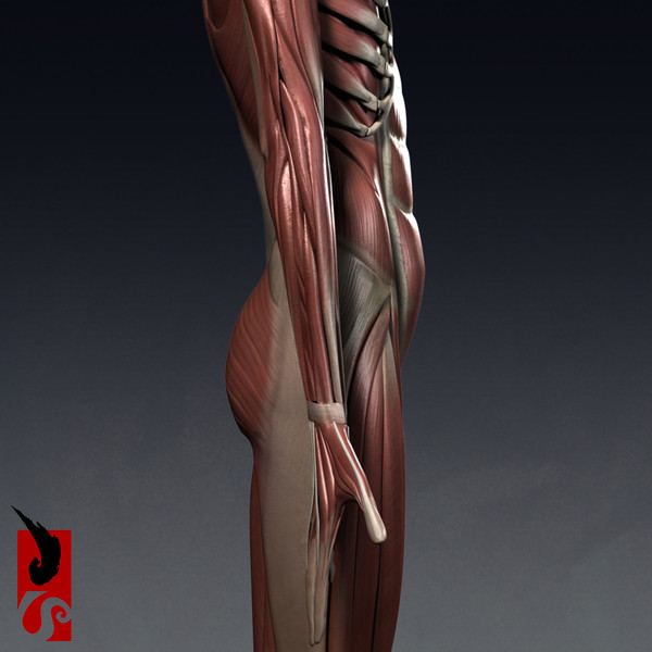 female anatomy - muscular obj - Female Anatomy - Muscular System by IllumeStudio