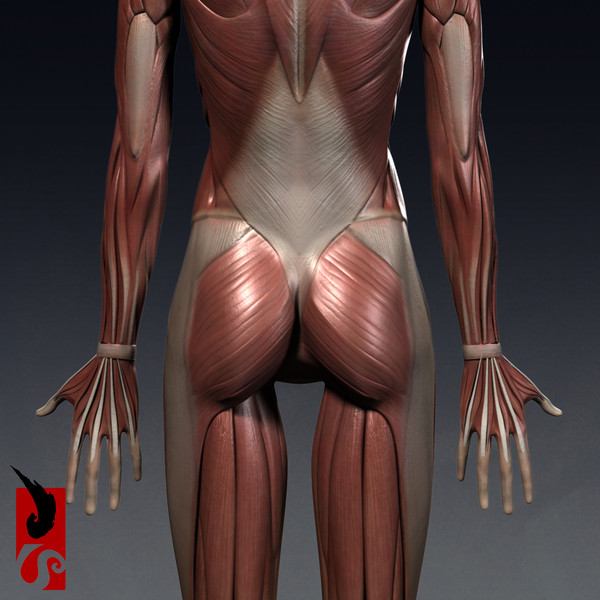 female anatomy - muscular obj - Female Anatomy - Muscular System by IllumeStudio