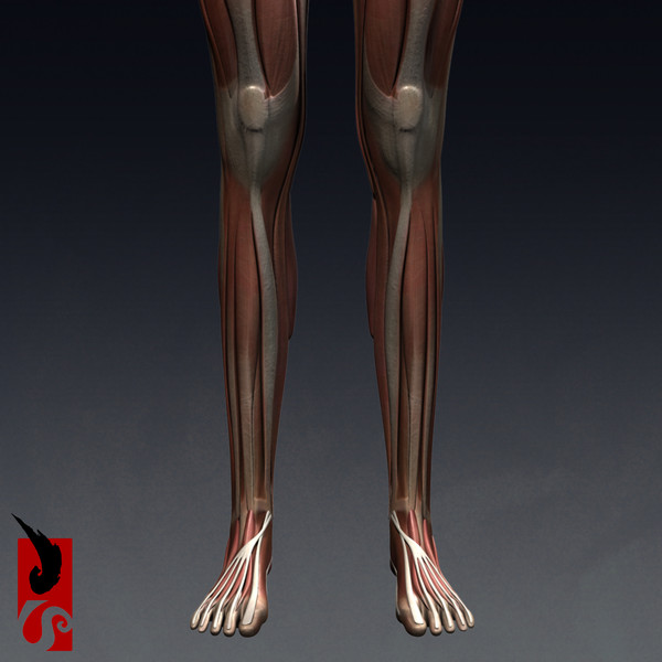 female anatomy - muscular obj - Female Anatomy - Muscular System by IllumeStudio