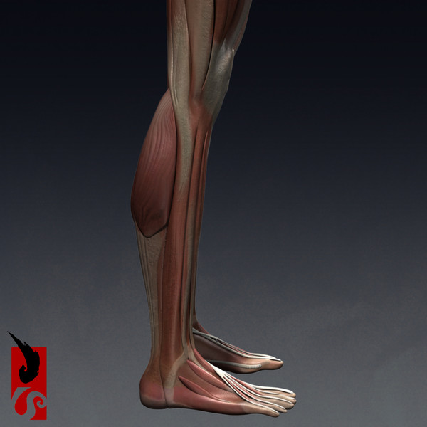 female anatomy - muscular obj - Female Anatomy - Muscular System by IllumeStudio