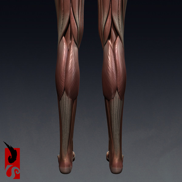 female anatomy - muscular obj - Female Anatomy - Muscular System by IllumeStudio