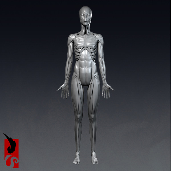 female anatomy - muscular obj - Female Anatomy - Muscular System by IllumeStudio