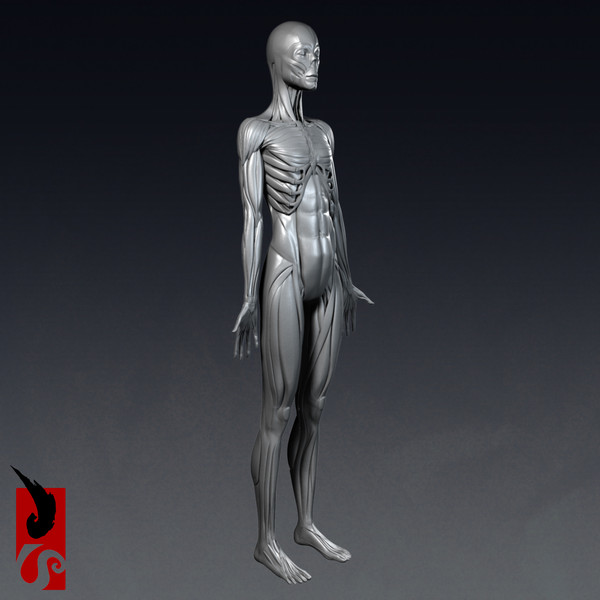 female anatomy - muscular obj - Female Anatomy - Muscular System by IllumeStudio