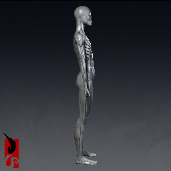 female anatomy - muscular obj - Female Anatomy - Muscular System by IllumeStudio