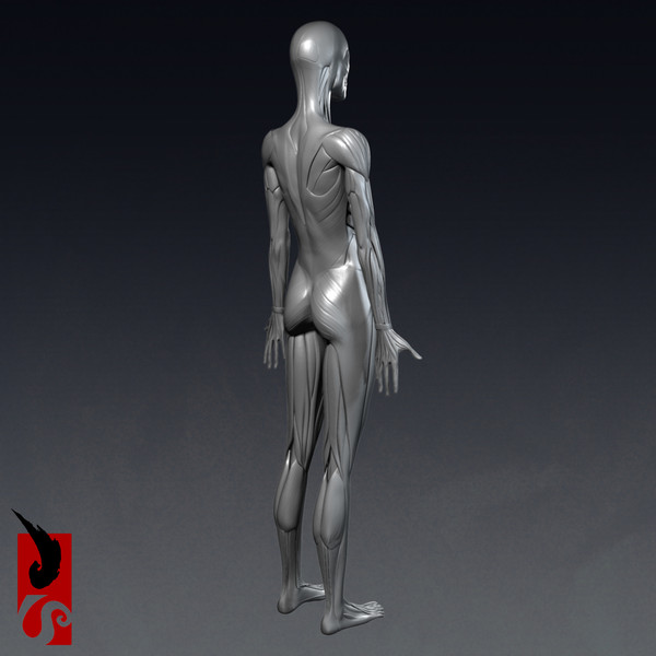 female anatomy - muscular obj - Female Anatomy - Muscular System by IllumeStudio