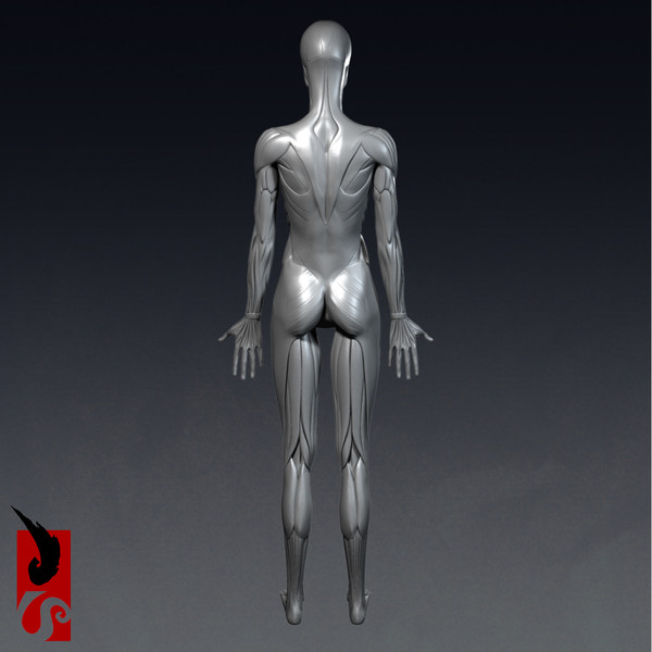 female anatomy - muscular obj - Female Anatomy - Muscular System by IllumeStudio