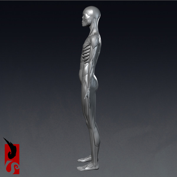 female anatomy - muscular obj - Female Anatomy - Muscular System by IllumeStudio