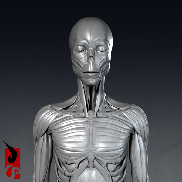 female anatomy - muscular obj - Female Anatomy - Muscular System by IllumeStudio