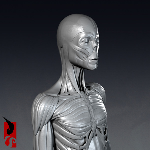 female anatomy - muscular obj - Female Anatomy - Muscular System by IllumeStudio