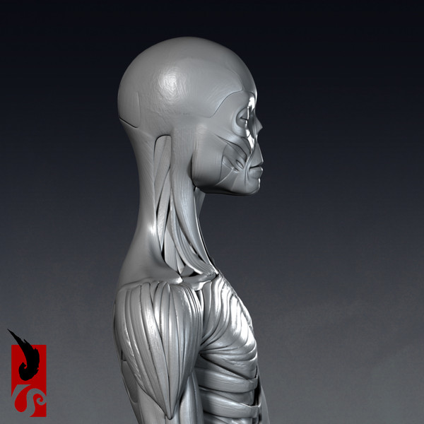 female anatomy - muscular obj - Female Anatomy - Muscular System by IllumeStudio