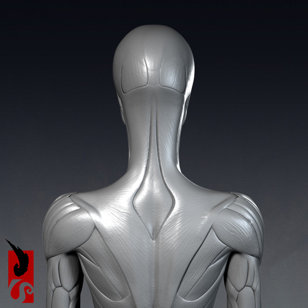 female anatomy - muscular obj - Female Anatomy - Muscular System by IllumeStudio