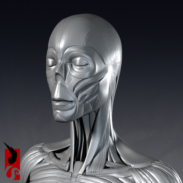 female anatomy - muscular obj - Female Anatomy - Muscular System by IllumeStudio