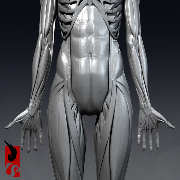 female anatomy - muscular obj - Female Anatomy - Muscular System by IllumeStudio
