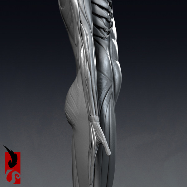 female anatomy - muscular obj - Female Anatomy - Muscular System by IllumeStudio