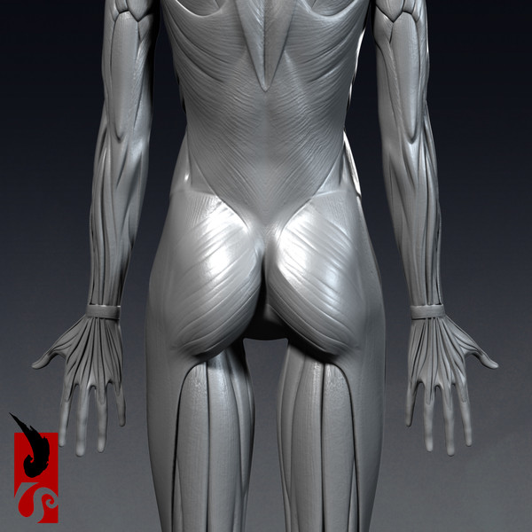 female anatomy - muscular obj - Female Anatomy - Muscular System by IllumeStudio