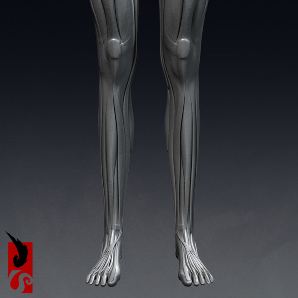 female anatomy - muscular obj - Female Anatomy - Muscular System by IllumeStudio