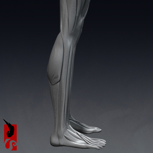 female anatomy - muscular obj - Female Anatomy - Muscular System by IllumeStudio