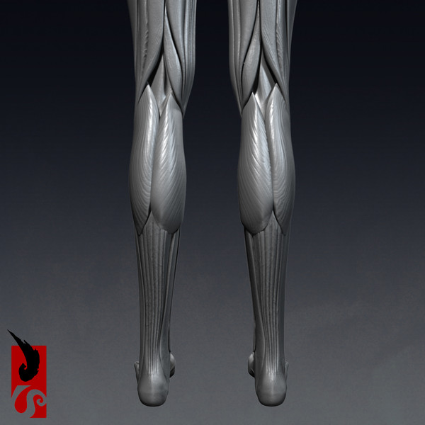 female anatomy - muscular obj - Female Anatomy - Muscular System by IllumeStudio