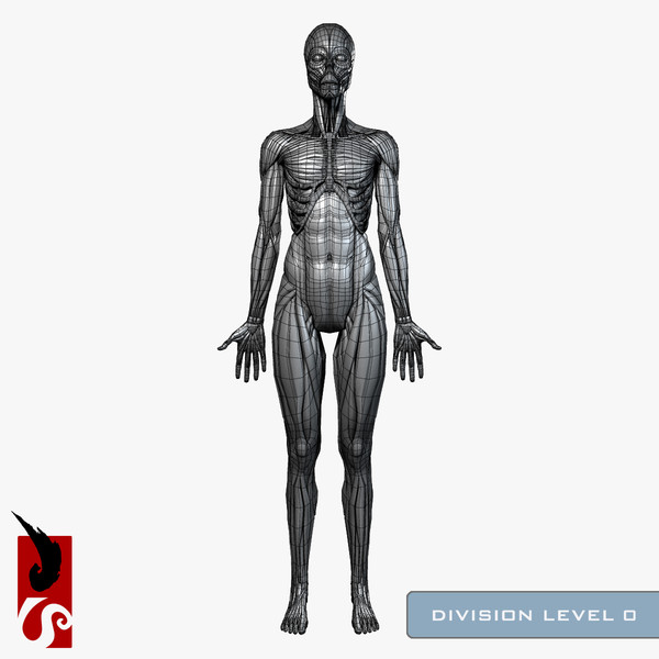 female anatomy - muscular obj - Female Anatomy - Muscular System by IllumeStudio