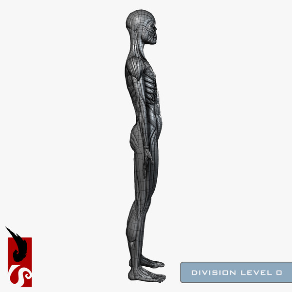 female anatomy - muscular obj - Female Anatomy - Muscular System by IllumeStudio