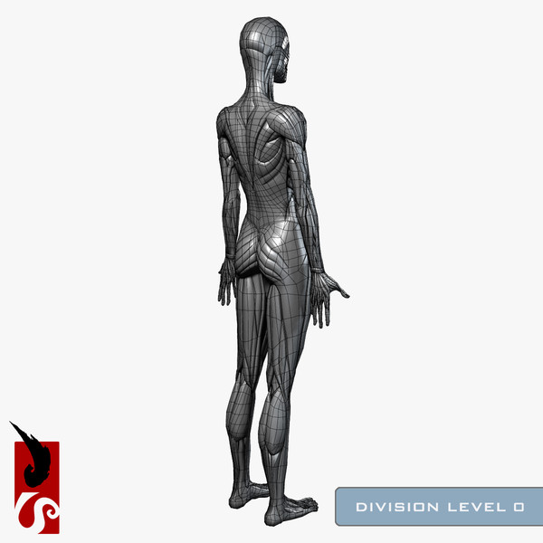 female anatomy - muscular obj - Female Anatomy - Muscular System by IllumeStudio