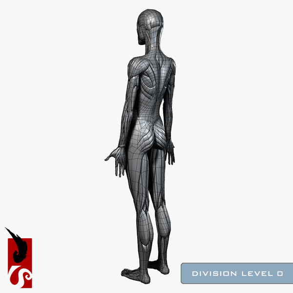 female anatomy - muscular obj - Female Anatomy - Muscular System by IllumeStudio