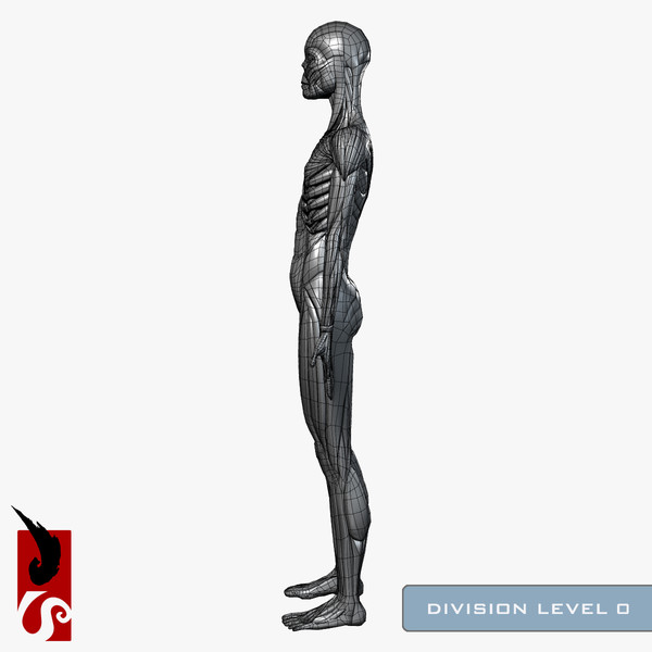 female anatomy - muscular obj - Female Anatomy - Muscular System by IllumeStudio