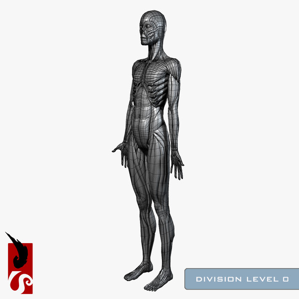 female anatomy - muscular obj - Female Anatomy - Muscular System by IllumeStudio