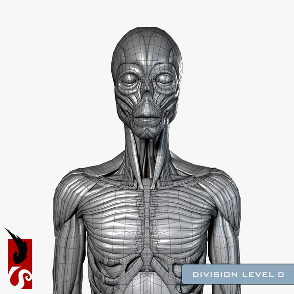 female anatomy - muscular obj - Female Anatomy - Muscular System by IllumeStudio