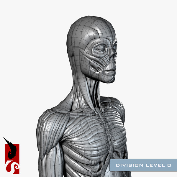 female anatomy - muscular obj - Female Anatomy - Muscular System by IllumeStudio