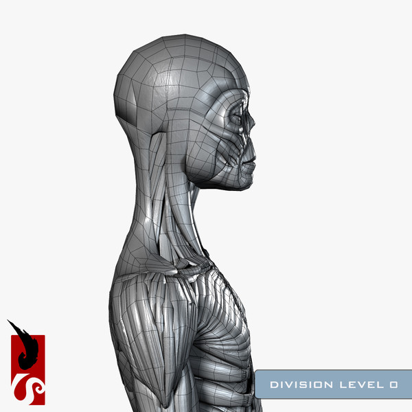 female anatomy - muscular obj - Female Anatomy - Muscular System by IllumeStudio
