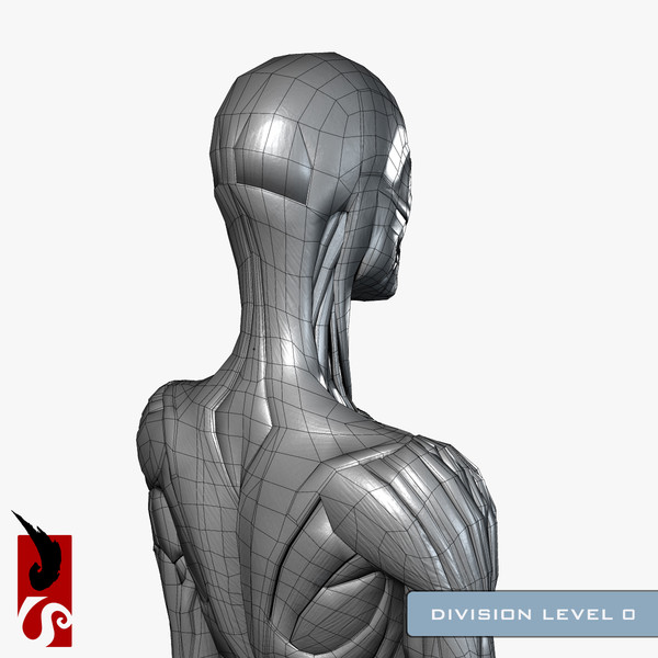 female anatomy - muscular obj - Female Anatomy - Muscular System by IllumeStudio