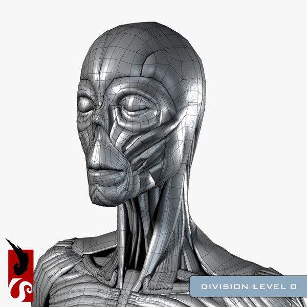 female anatomy - muscular obj - Female Anatomy - Muscular System by IllumeStudio