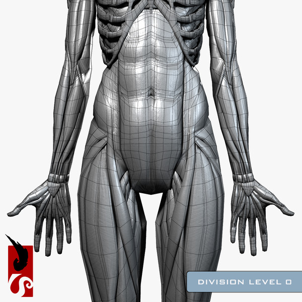 female anatomy - muscular obj - Female Anatomy - Muscular System by IllumeStudio