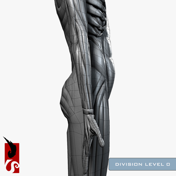 female anatomy - muscular obj - Female Anatomy - Muscular System by IllumeStudio