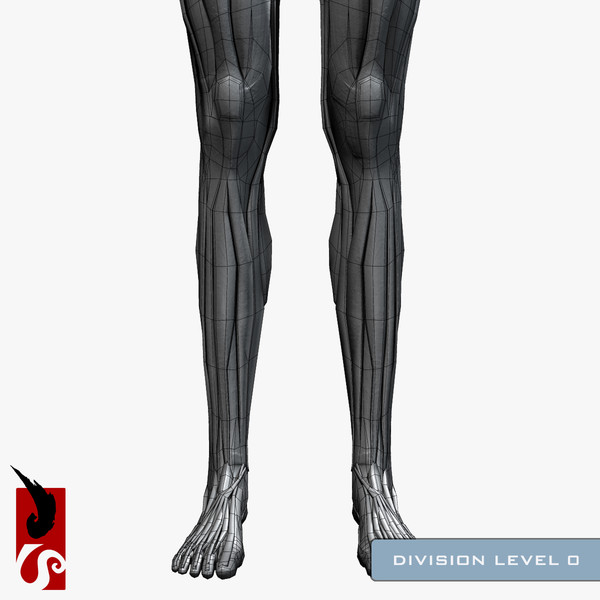 female anatomy - muscular obj - Female Anatomy - Muscular System by IllumeStudio