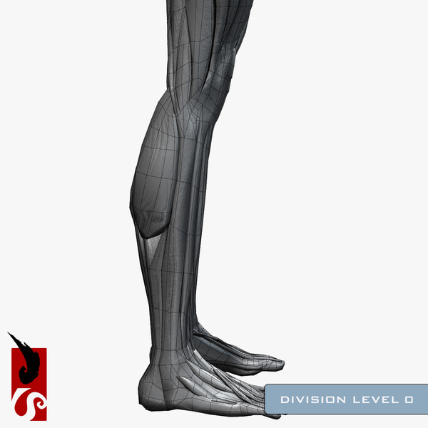 female anatomy - muscular obj - Female Anatomy - Muscular System by IllumeStudio