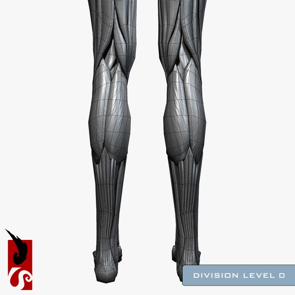 female anatomy - muscular obj - Female Anatomy - Muscular System by IllumeStudio