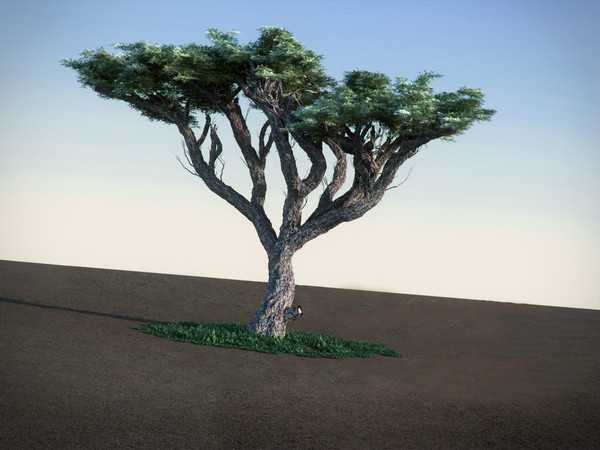 maya acacia tree - Acacia HighPoly tree by RTEwork