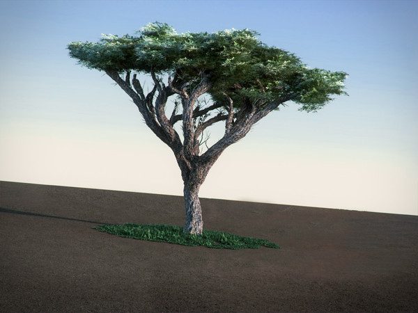 maya acacia tree - Acacia HighPoly tree by RTEwork
