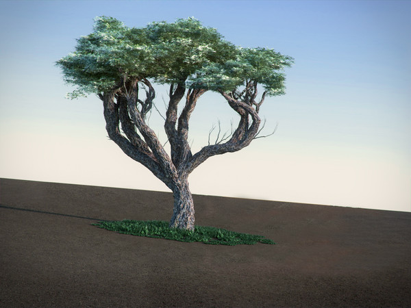 maya acacia tree - Acacia HighPoly tree by RTEwork