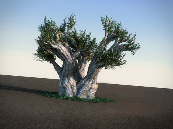 3d african baobab tree model - African Baobab HiPoly tree by RTEwork