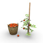 tomatoes plant basket 3d obj