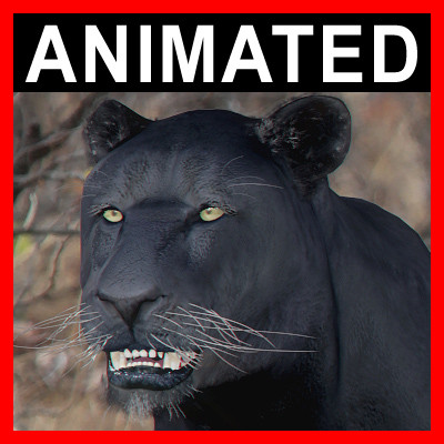 panther animation 3d model - Animated Panther... by NONECG