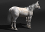 horse rigging 3d model