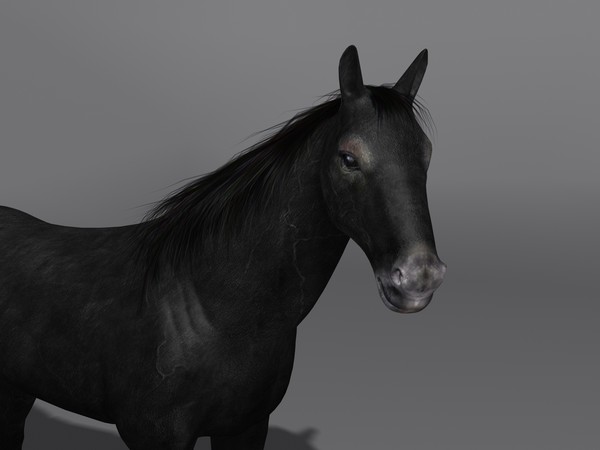 max horse rigging - Horse(1)... by VIS3D